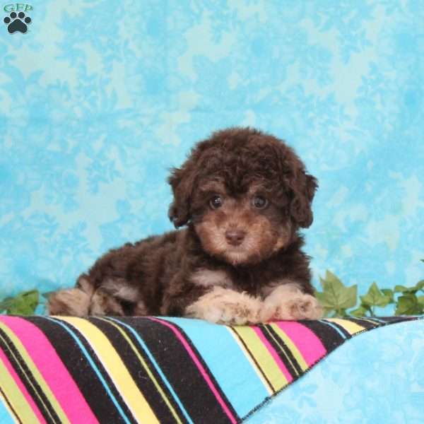 Milky Way, Toy Poodle Puppy